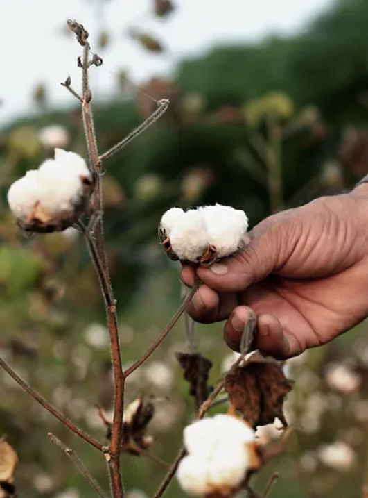 Cotton plant – sustainable source